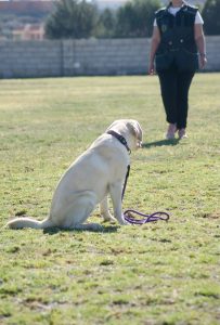 Entrenamiento perro