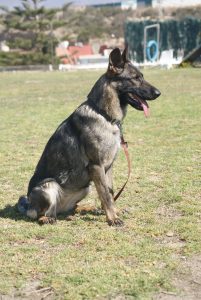 perro almeria