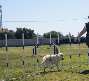 colaboradores tutor canino