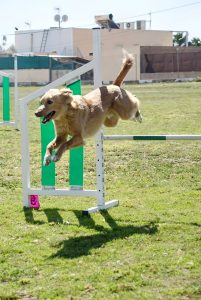 salto canino