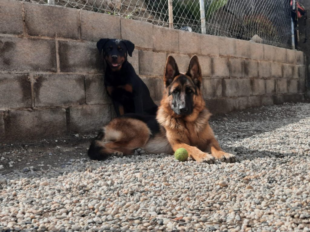 adiestramiento canino en Almería