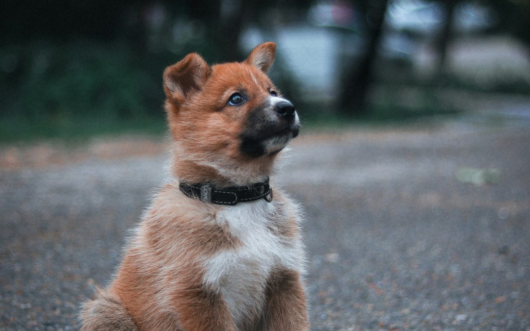👉 ¿A qué edad empezar la educación y el adiestramiento de un perro?