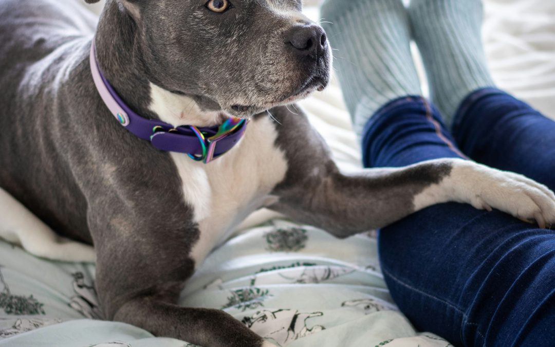 🐶 Cómo ayudar a un perro adoptado a adaptarse a su nuevo hogar