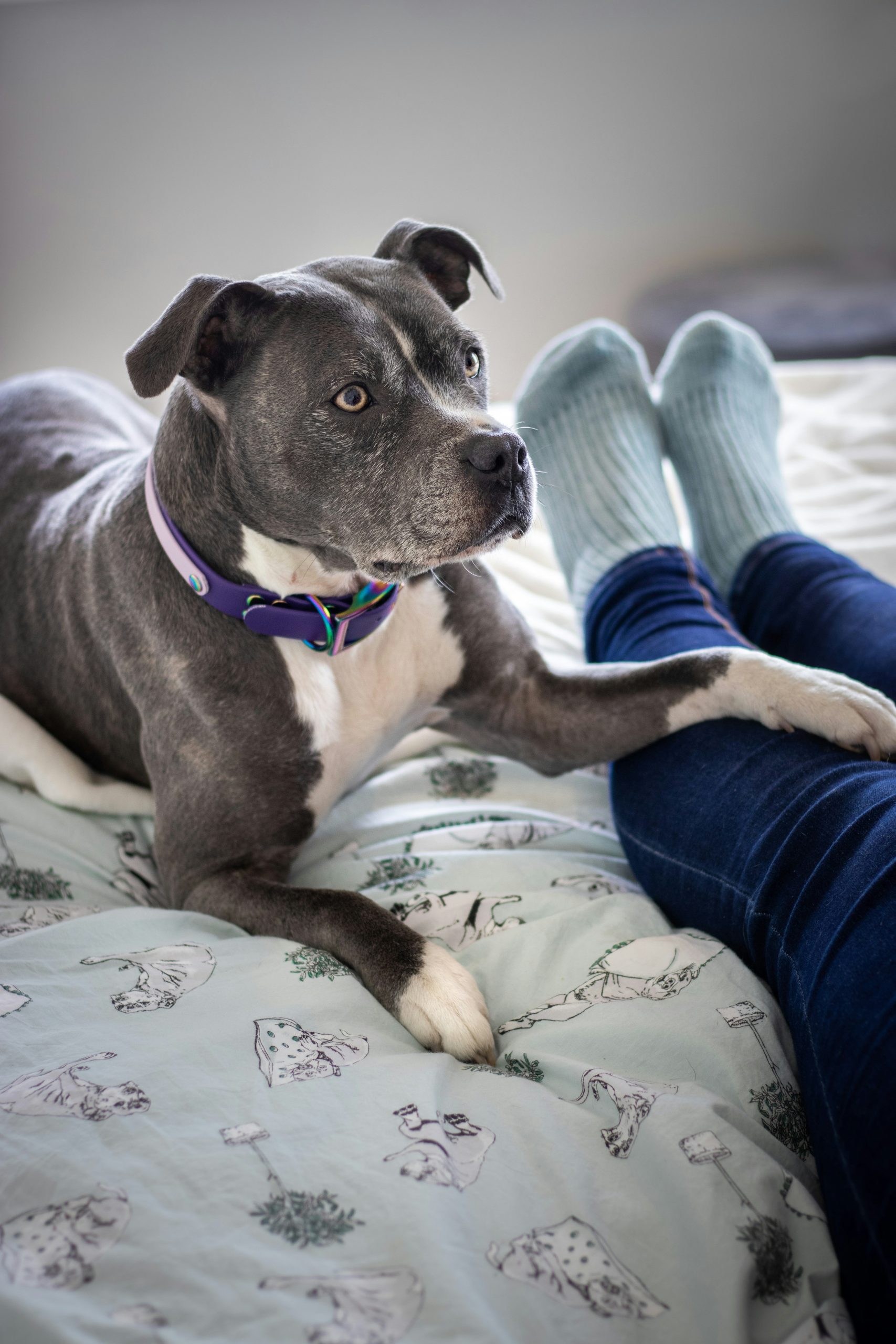 adiestramiento perro adoptado en casa con Tutor Canino Almería