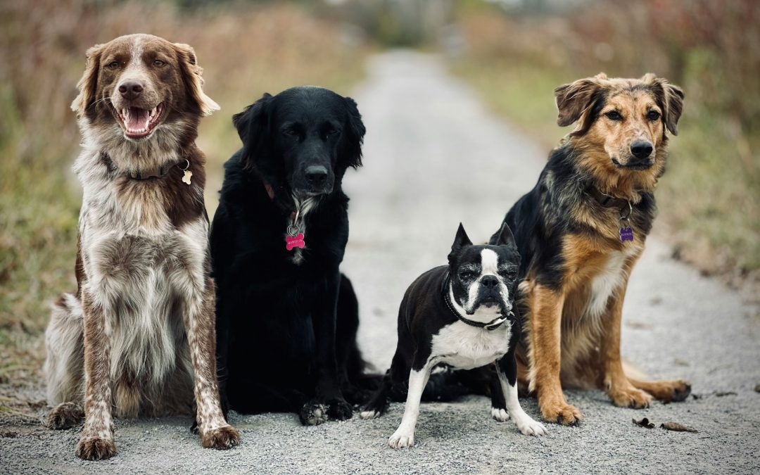 🐕‍🦺 Cómo mejorar la convivencia entre varios perros en casa