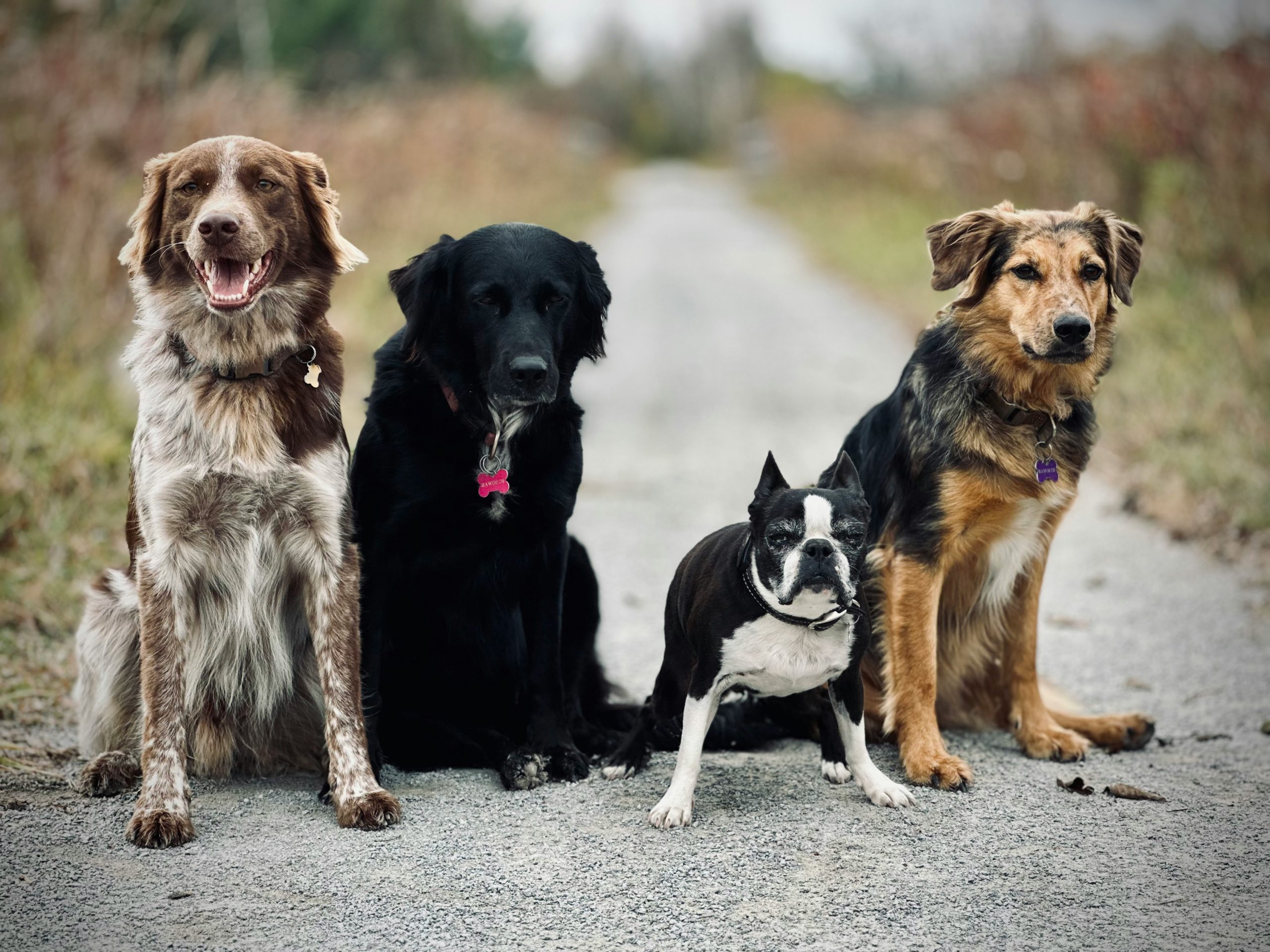 perros conviviendo tranquilos en casa - Tutor Canino