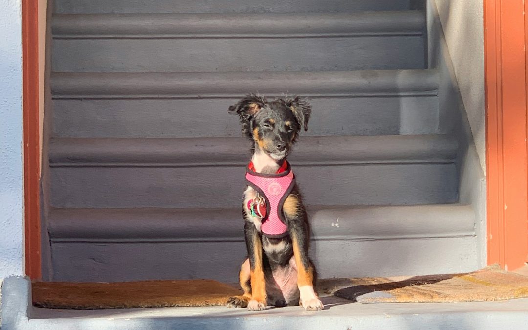 ❌ Errores más comunes al adoptar un perro adulto (y cómo evitarlos)